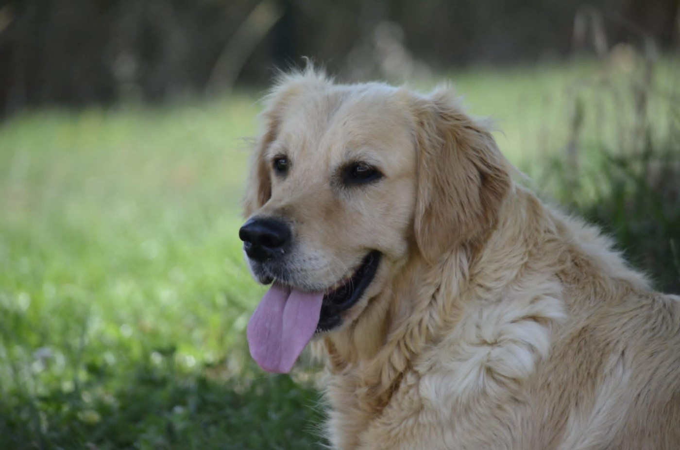 Tina du Moulin de la Terrasse