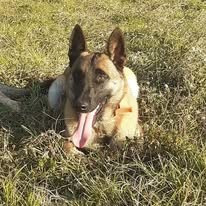 Romance Des Loups De L'Atlas