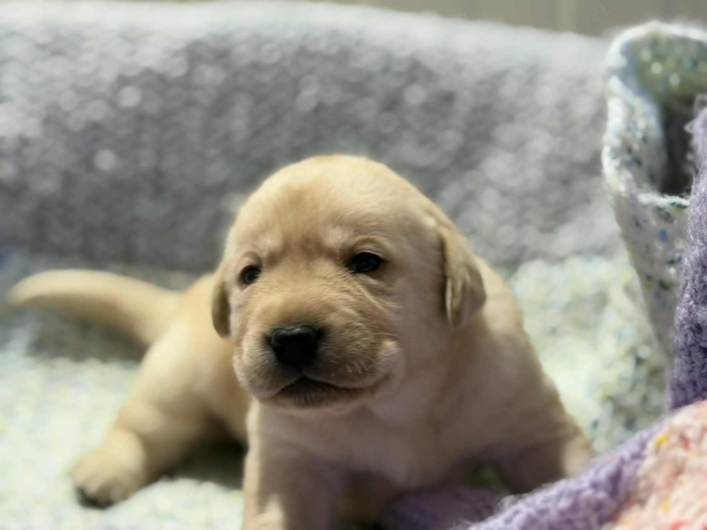 des douceurs de plume - Chiots disponibles - Labrador Retriever