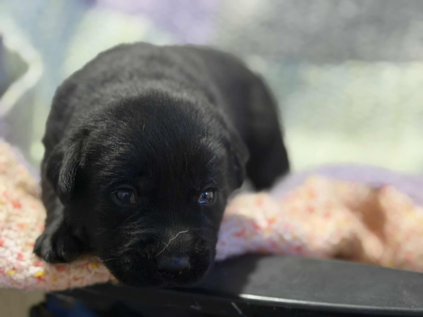 des douceurs de plume - Chiots disponibles - Labrador Retriever