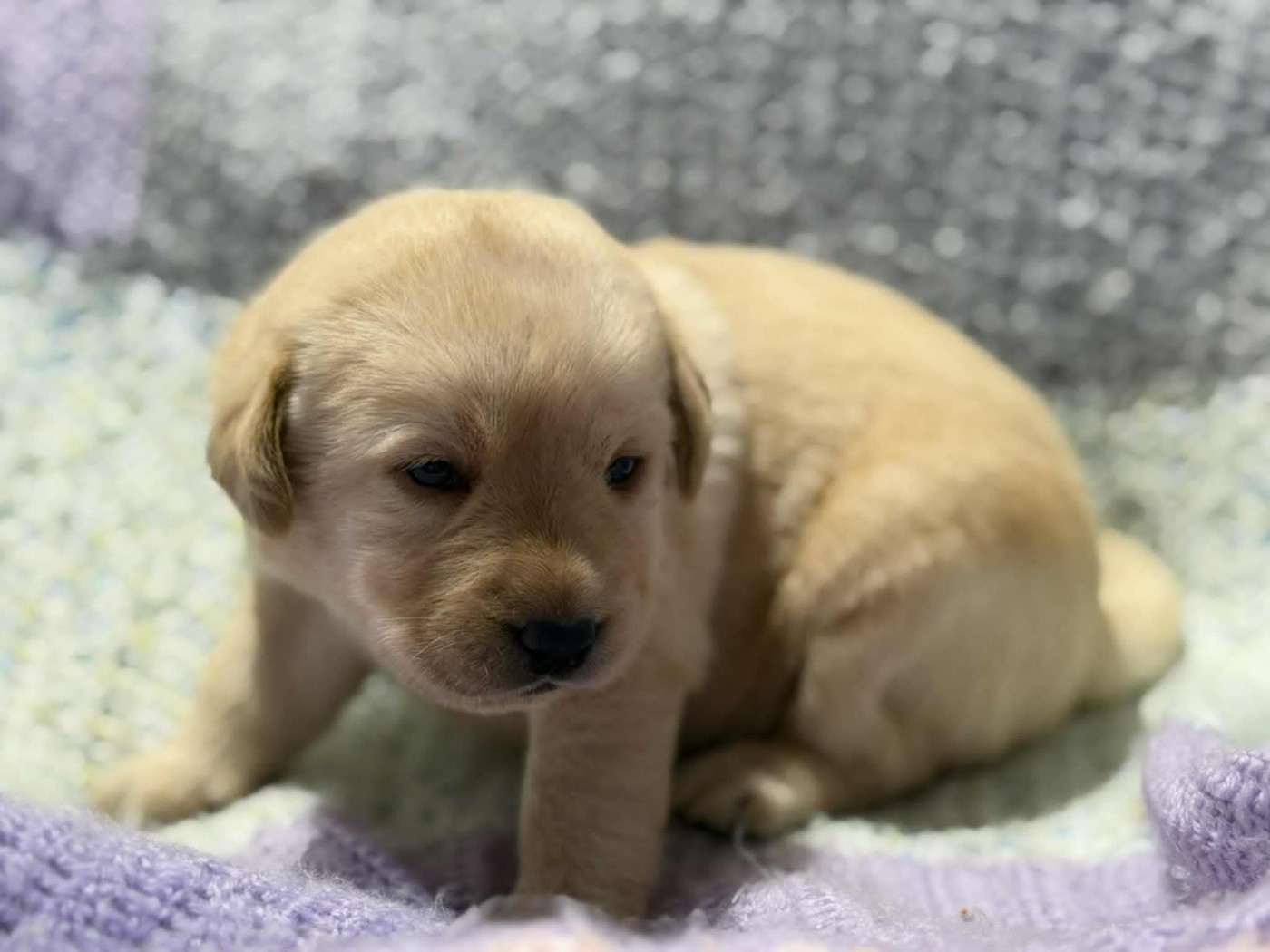 des douceurs de plume - Chiots disponibles - Labrador Retriever