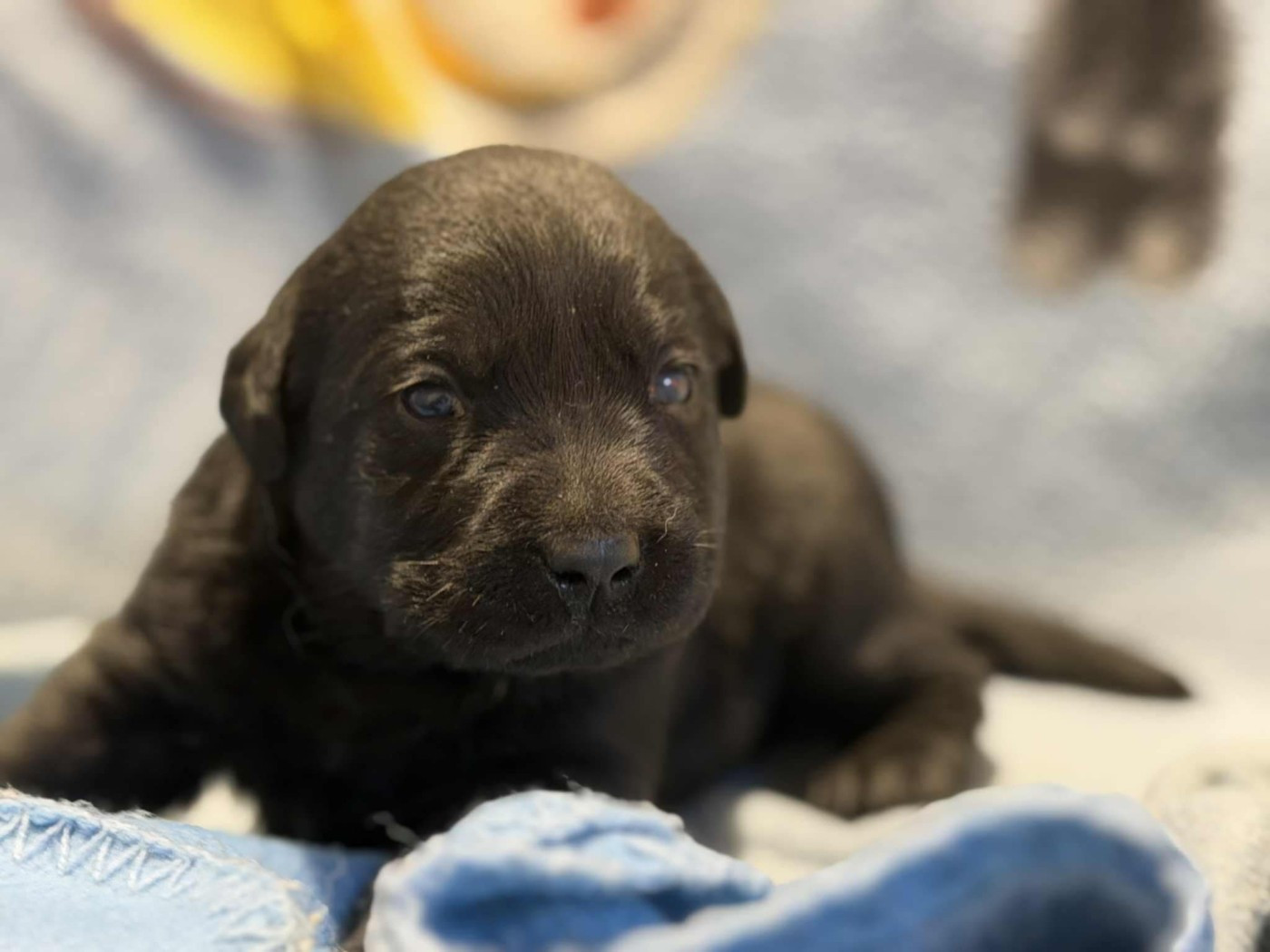 des douceurs de plume - Chiots disponibles - Labrador Retriever