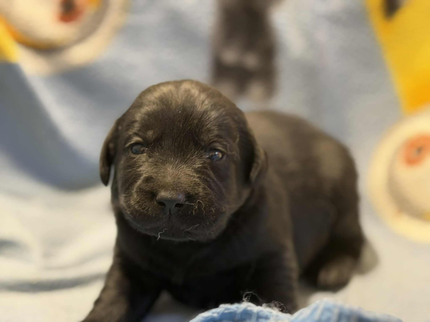 des douceurs de plume - Chiots disponibles - Labrador Retriever