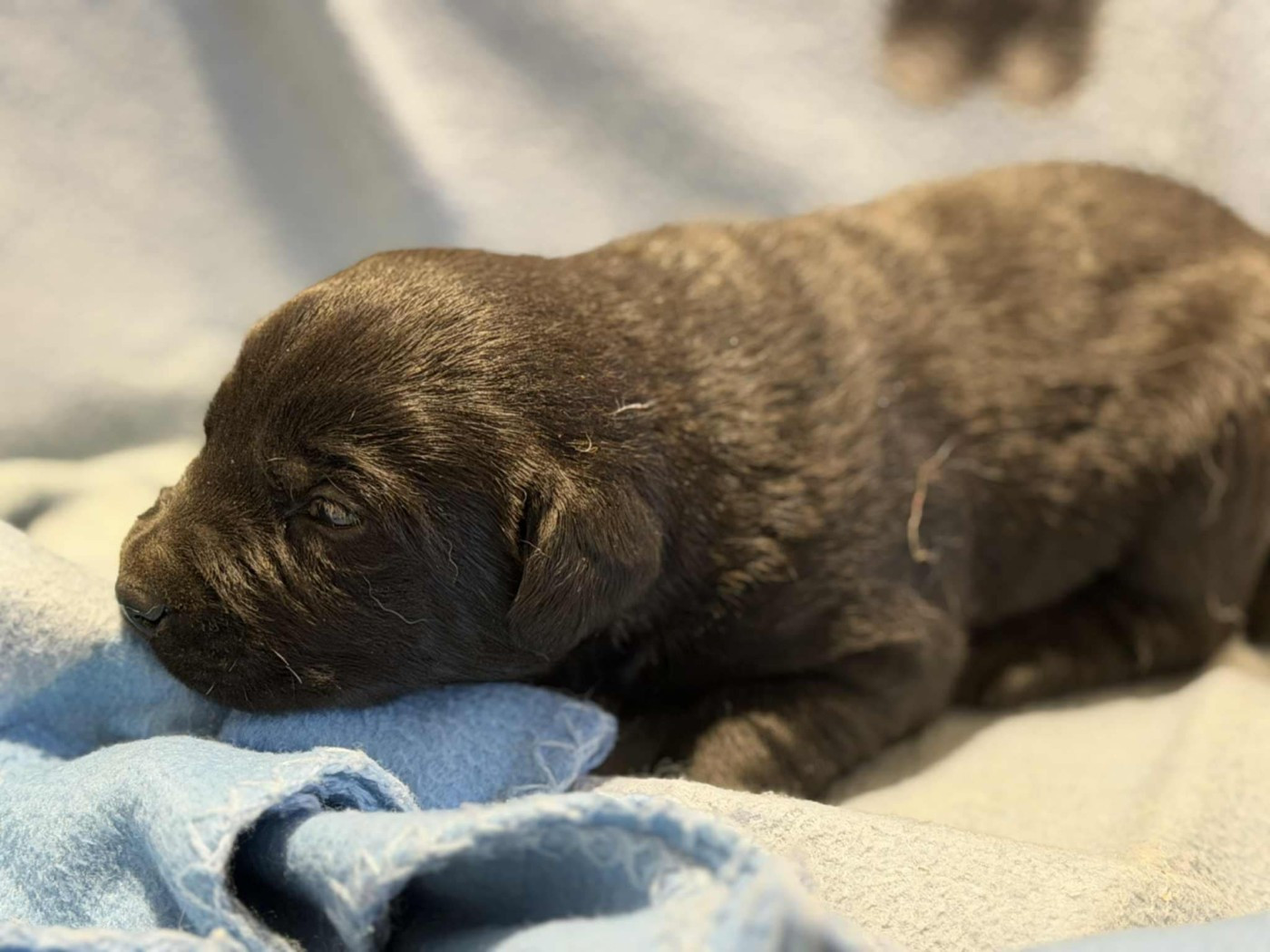 des douceurs de plume - Chiots disponibles - Labrador Retriever