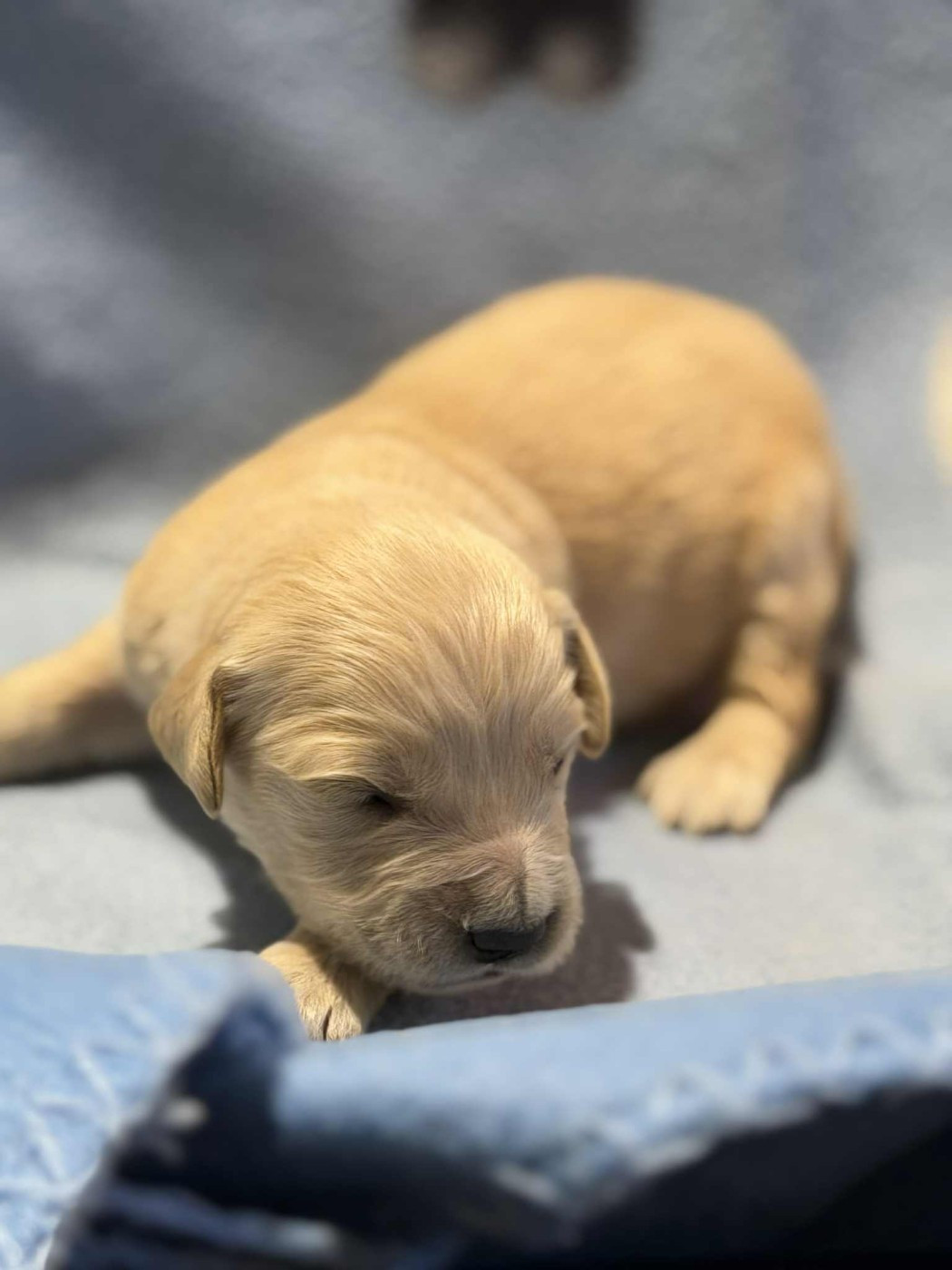 des douceurs de plume - Chiots disponibles - Golden Retriever