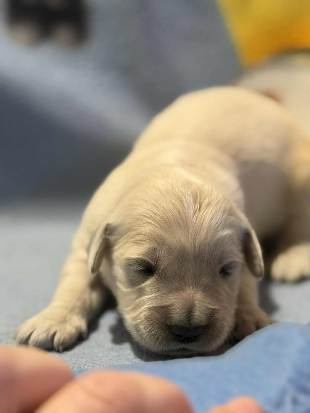 des douceurs de plume - Chiots disponibles - Golden Retriever