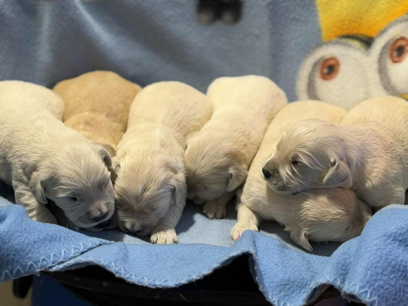 des douceurs de plume - Chiots disponibles - Golden Retriever