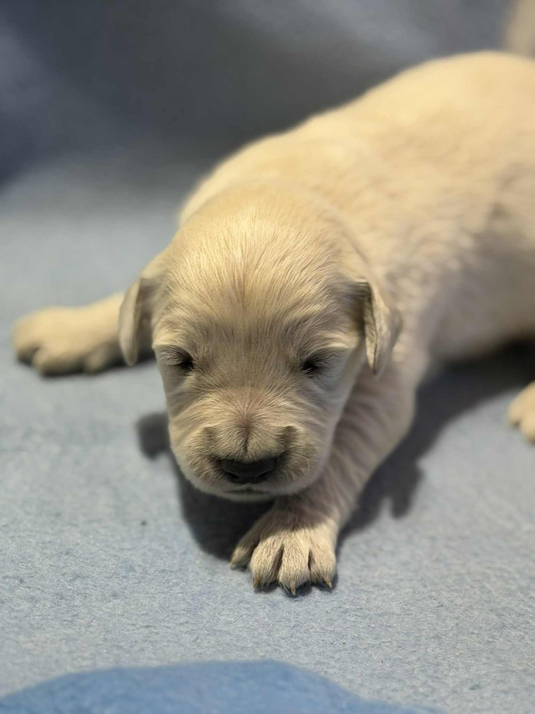 des douceurs de plume - Chiots disponibles - Golden Retriever