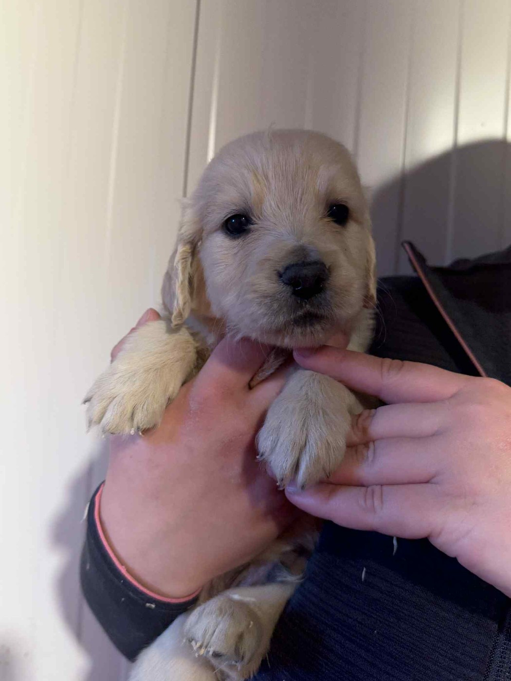 des douceurs de plume - Golden Retriever - Portée née le 03/11/2025