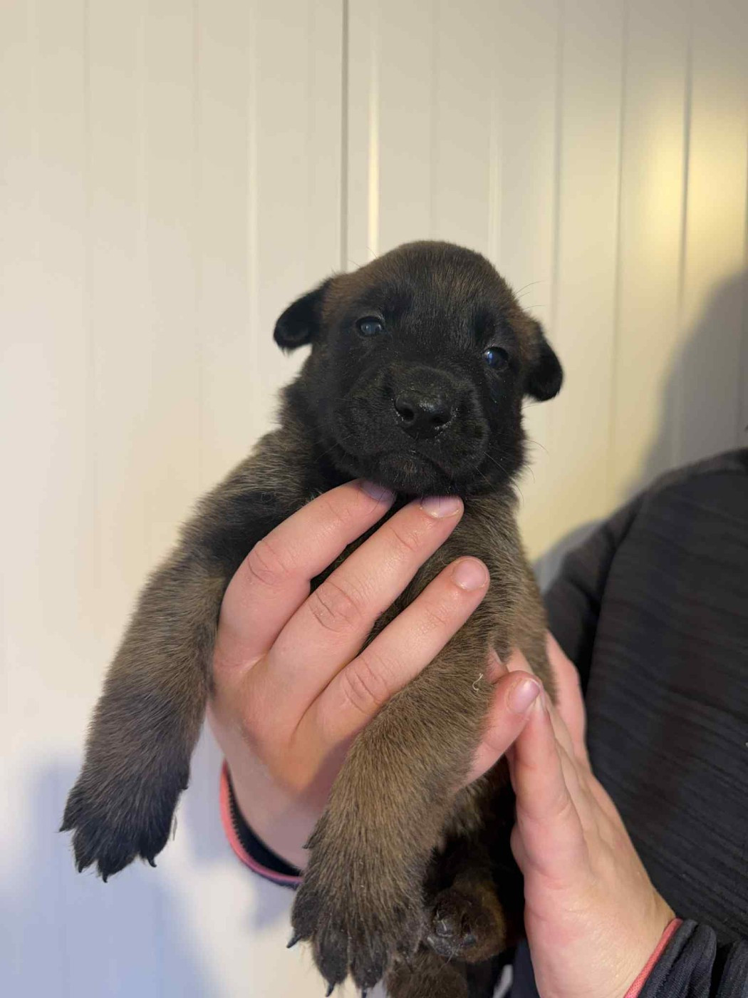 des douceurs de plume - Chiots disponibles - Berger Belge