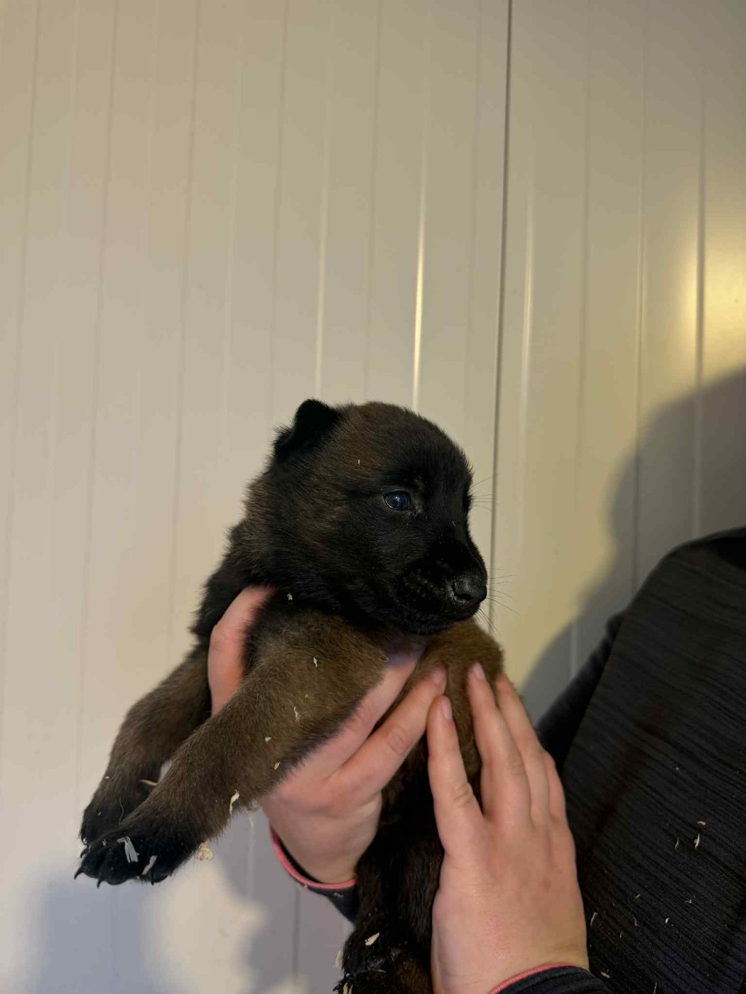 des douceurs de plume - Chiots disponibles - Berger Belge