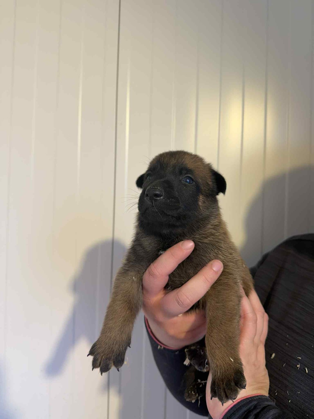 des douceurs de plume - Chiots disponibles - Berger Belge