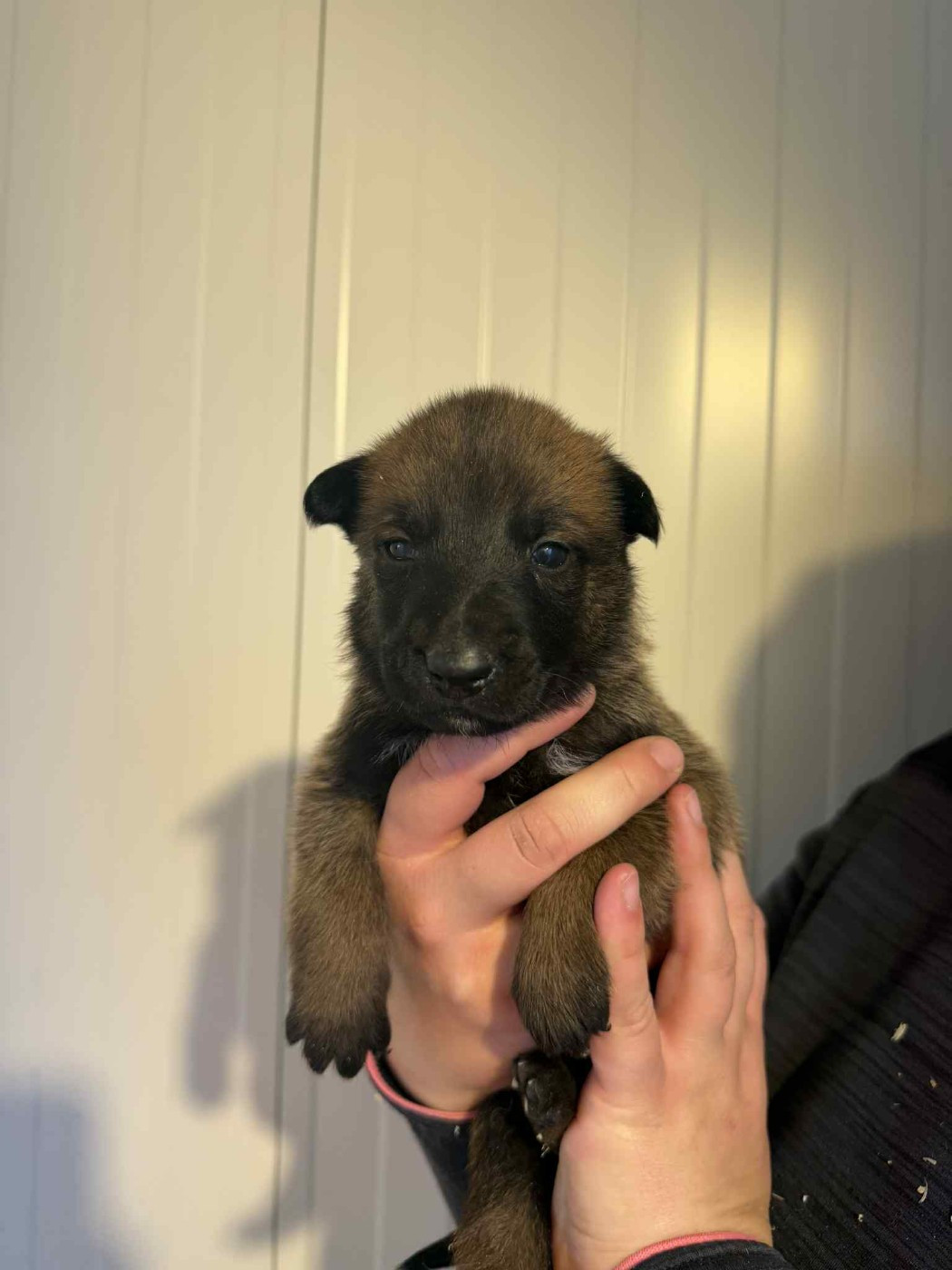 des douceurs de plume - Chiots disponibles - Berger Belge