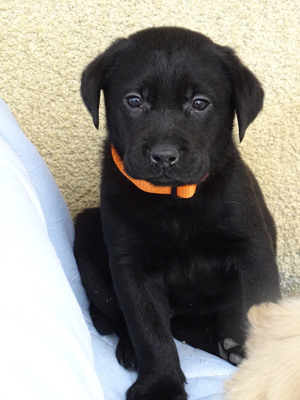 des douceurs de plume - Chiots disponibles - Labrador Retriever
