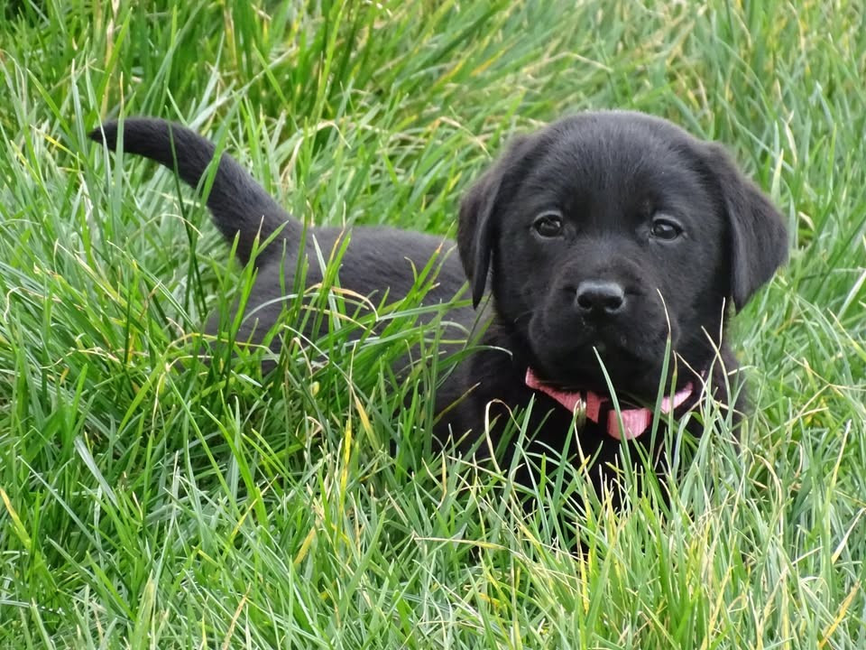 des douceurs de plume - Chiots disponibles - Labrador Retriever