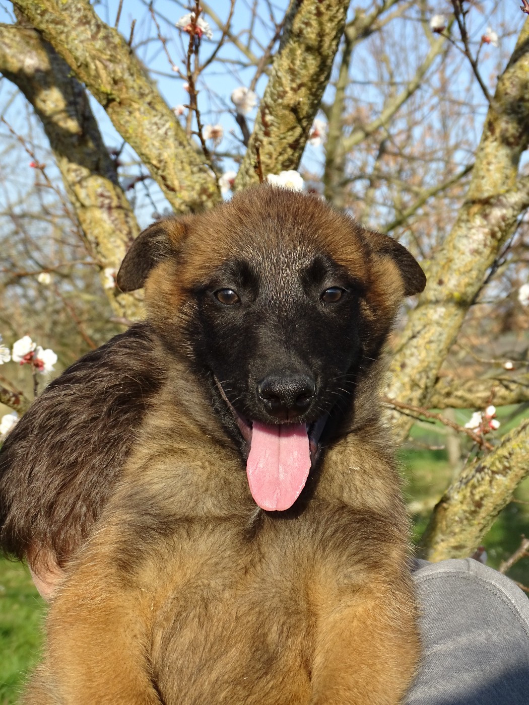 des douceurs de plume - Chiots disponibles - Berger Belge