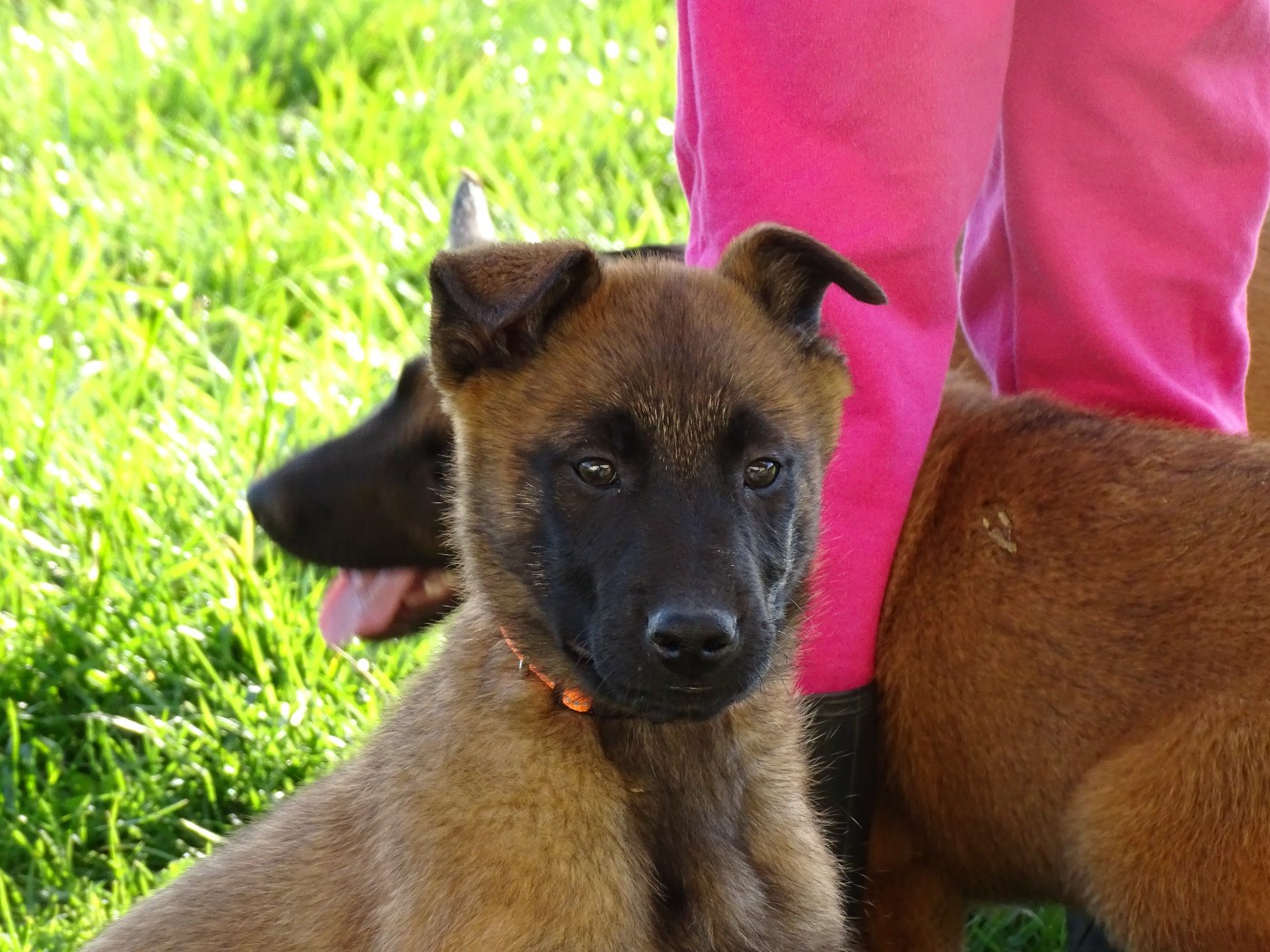 des douceurs de plume - Chiots disponibles - Berger Belge