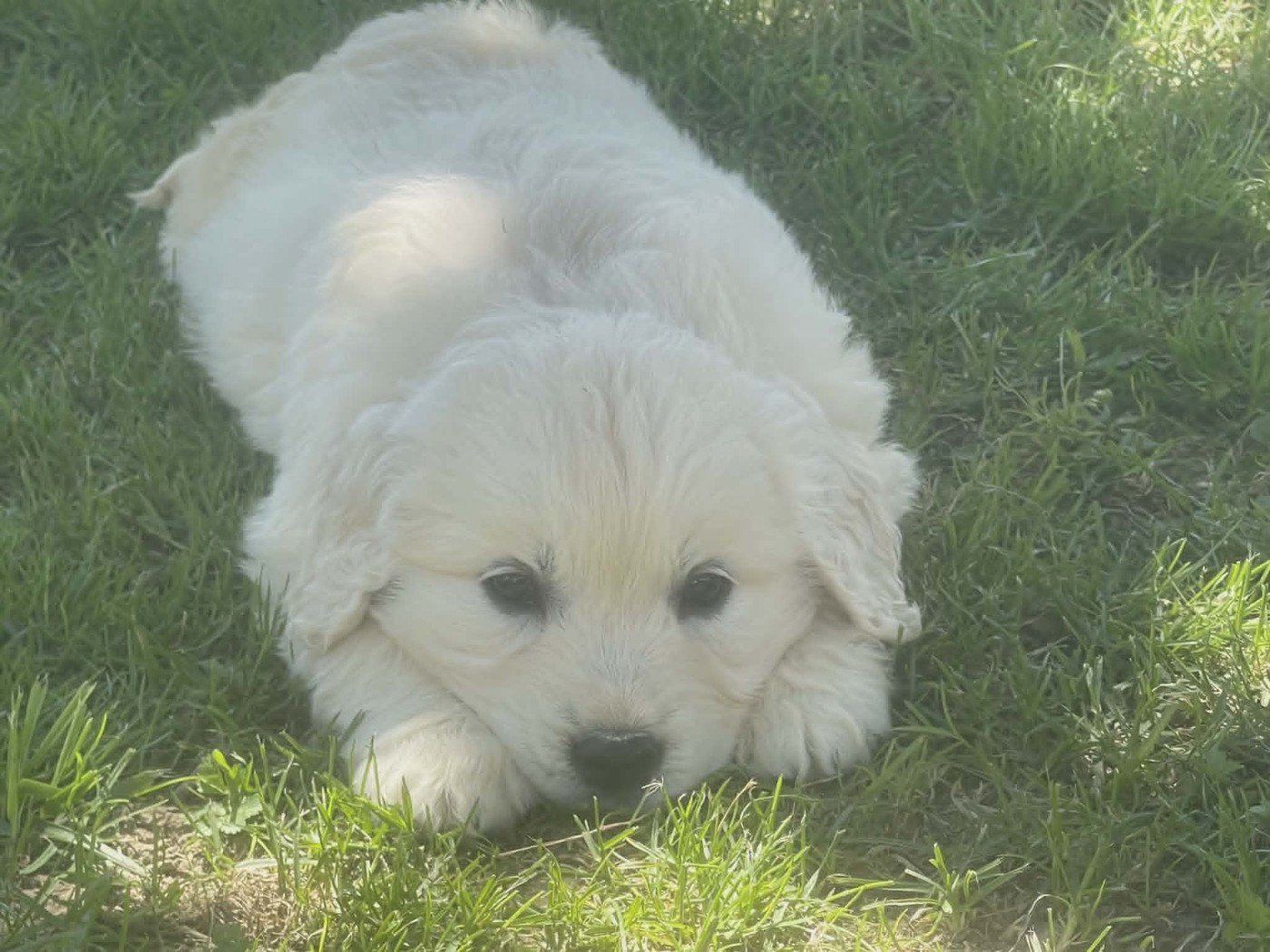 des douceurs de plume - Chiots disponibles - Golden Retriever