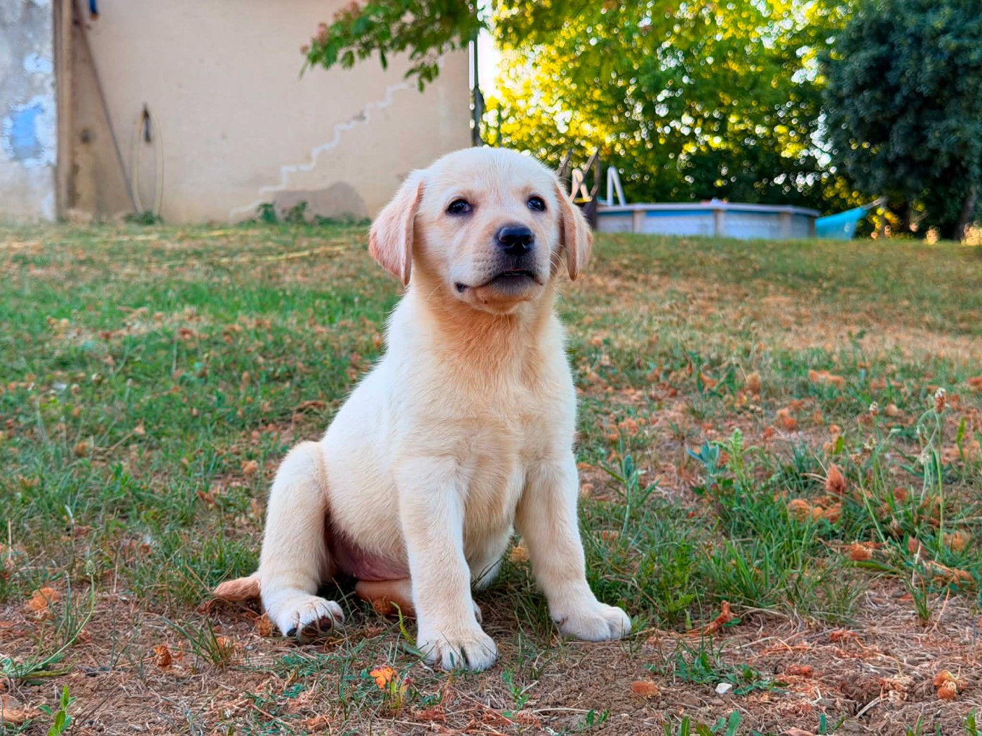 des douceurs de plume - Chiots disponibles - Labrador Retriever