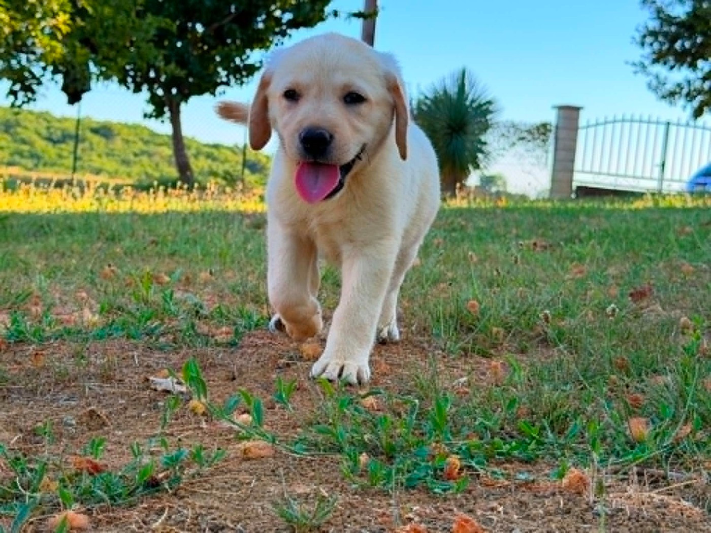 des douceurs de plume - Chiots disponibles - Labrador Retriever