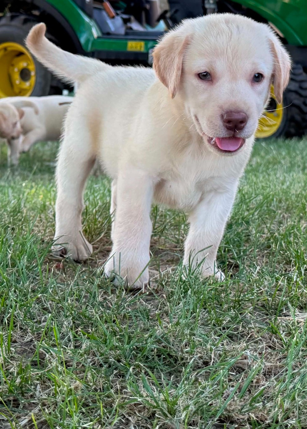 des douceurs de plume - Chiots disponibles - Labrador Retriever