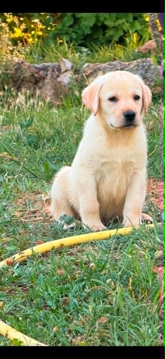 des douceurs de plume - Chiots disponibles - Labrador Retriever