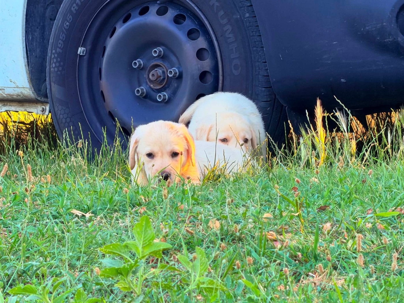 des douceurs de plume - Chiots disponibles - Labrador Retriever