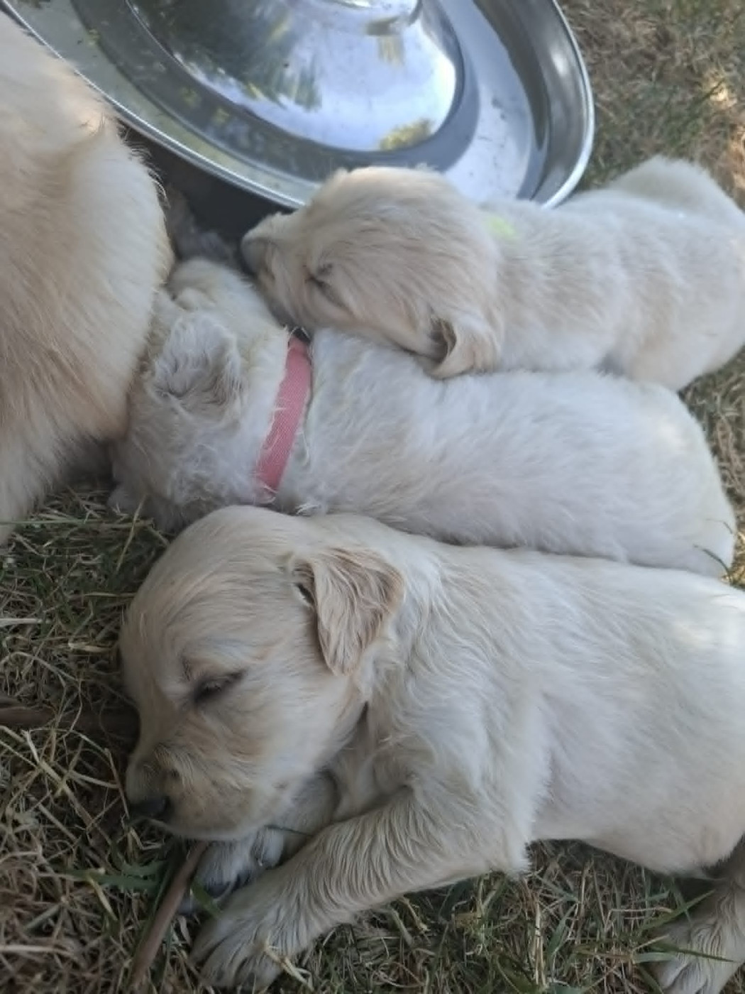 Chiot Golden Retriever des douceurs de plume