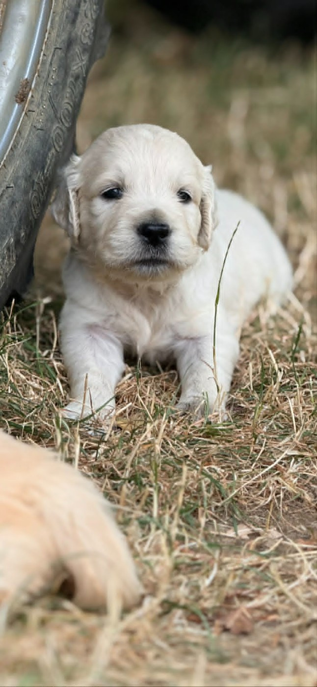 des douceurs de plume - Chiots disponibles - Golden Retriever