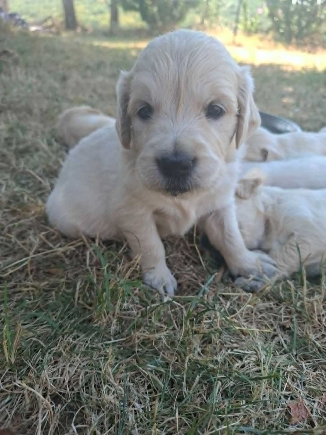 des douceurs de plume - Chiots disponibles - Golden Retriever