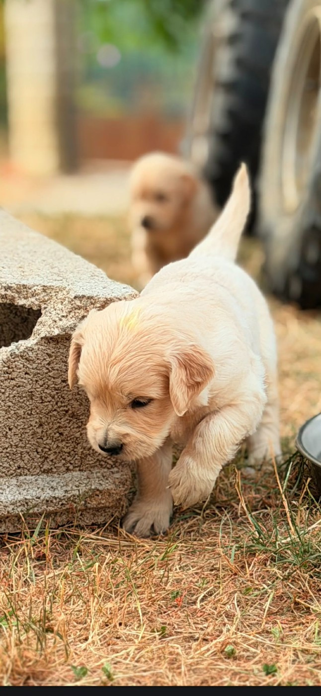 des douceurs de plume - Chiots disponibles - Golden Retriever