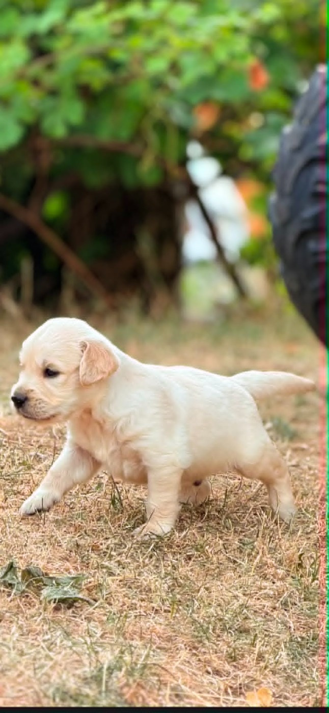 des douceurs de plume - Chiots disponibles - Golden Retriever