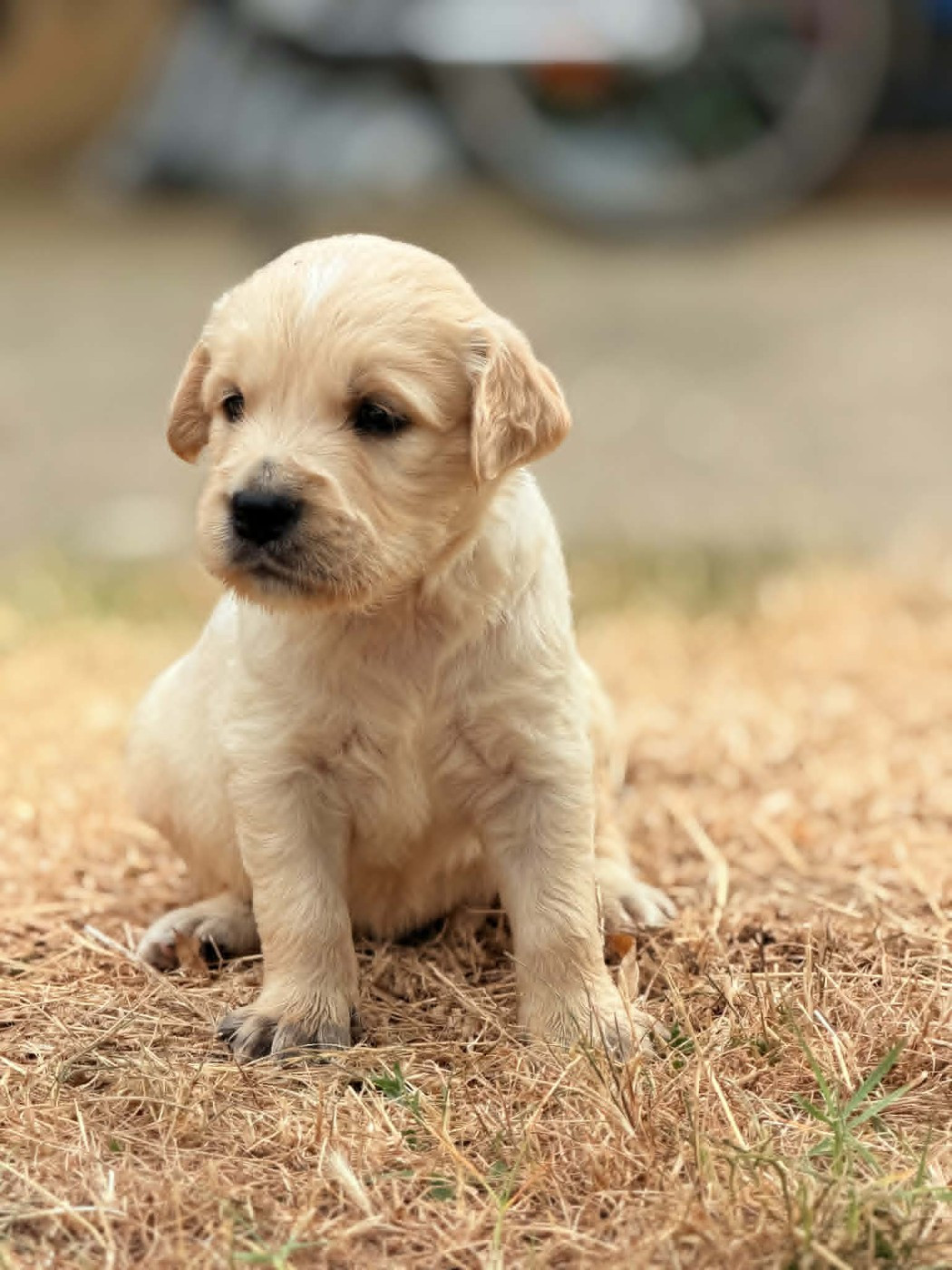 des douceurs de plume - Chiots disponibles - Golden Retriever
