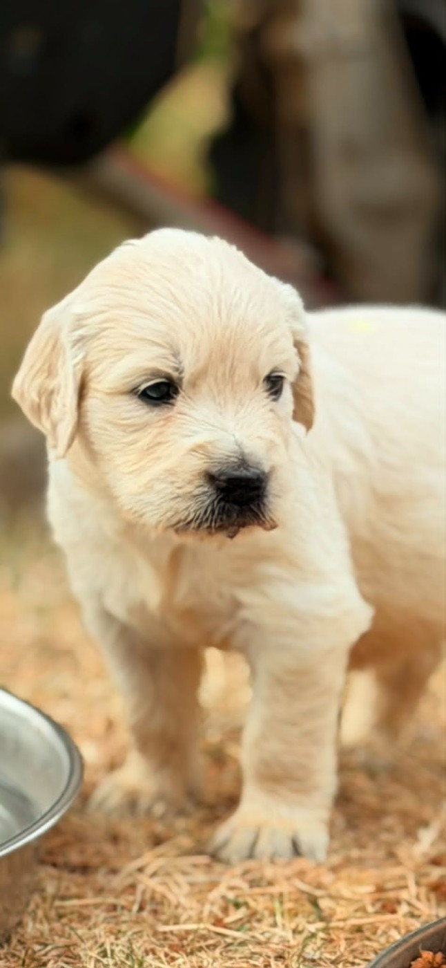 des douceurs de plume - Chiots disponibles - Golden Retriever