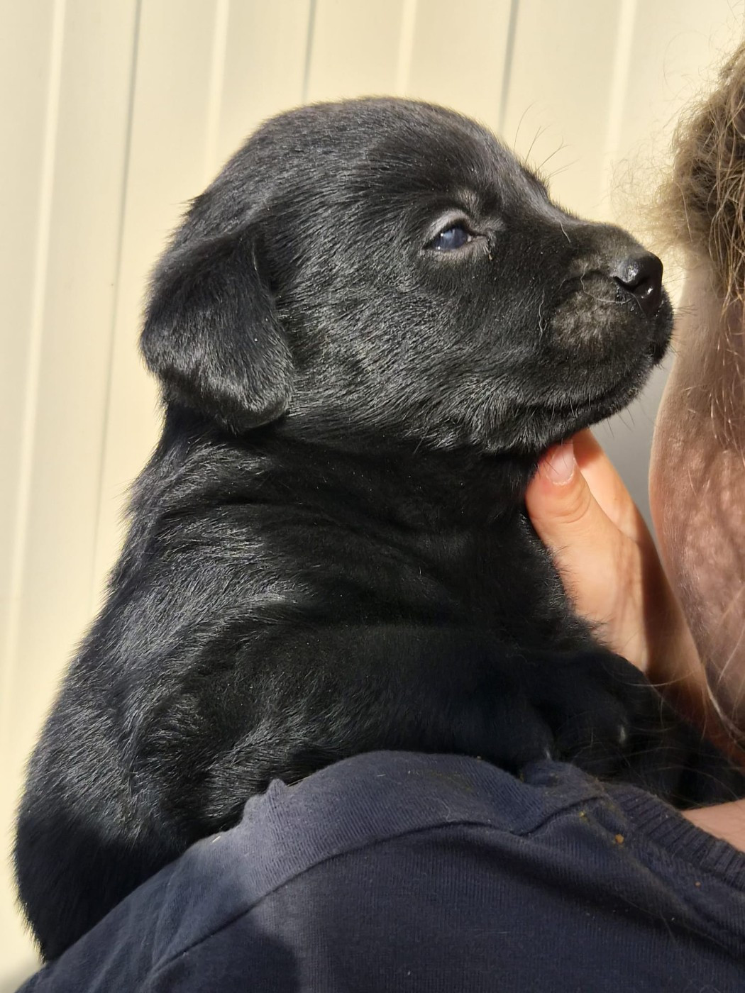 des douceurs de plume - Chiots disponibles - Labrador Retriever
