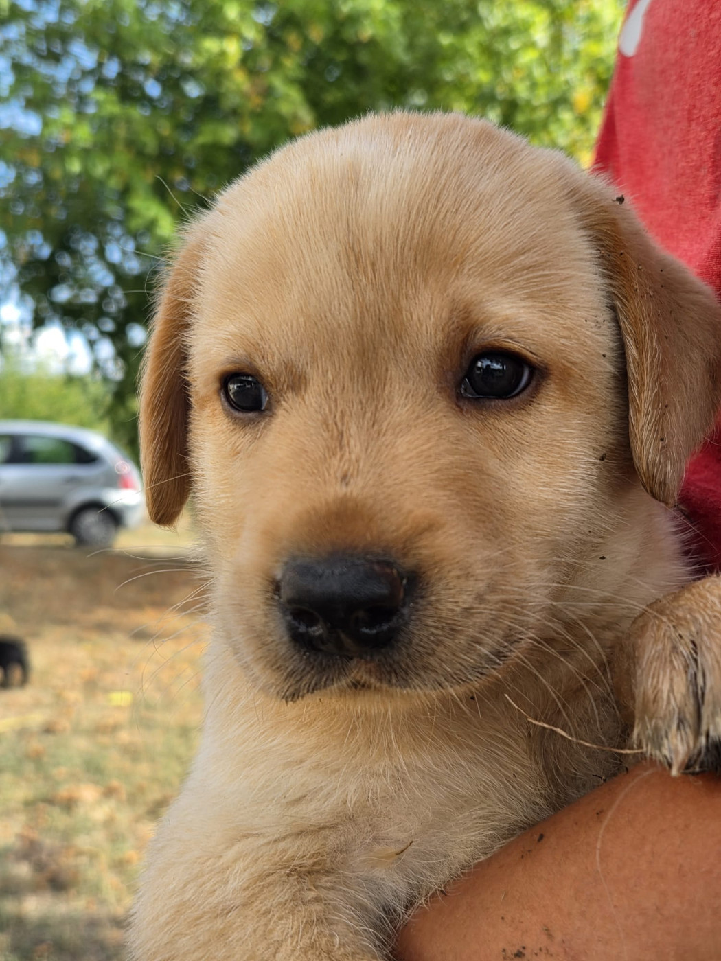 des douceurs de plume - Chiots disponibles - Labrador Retriever