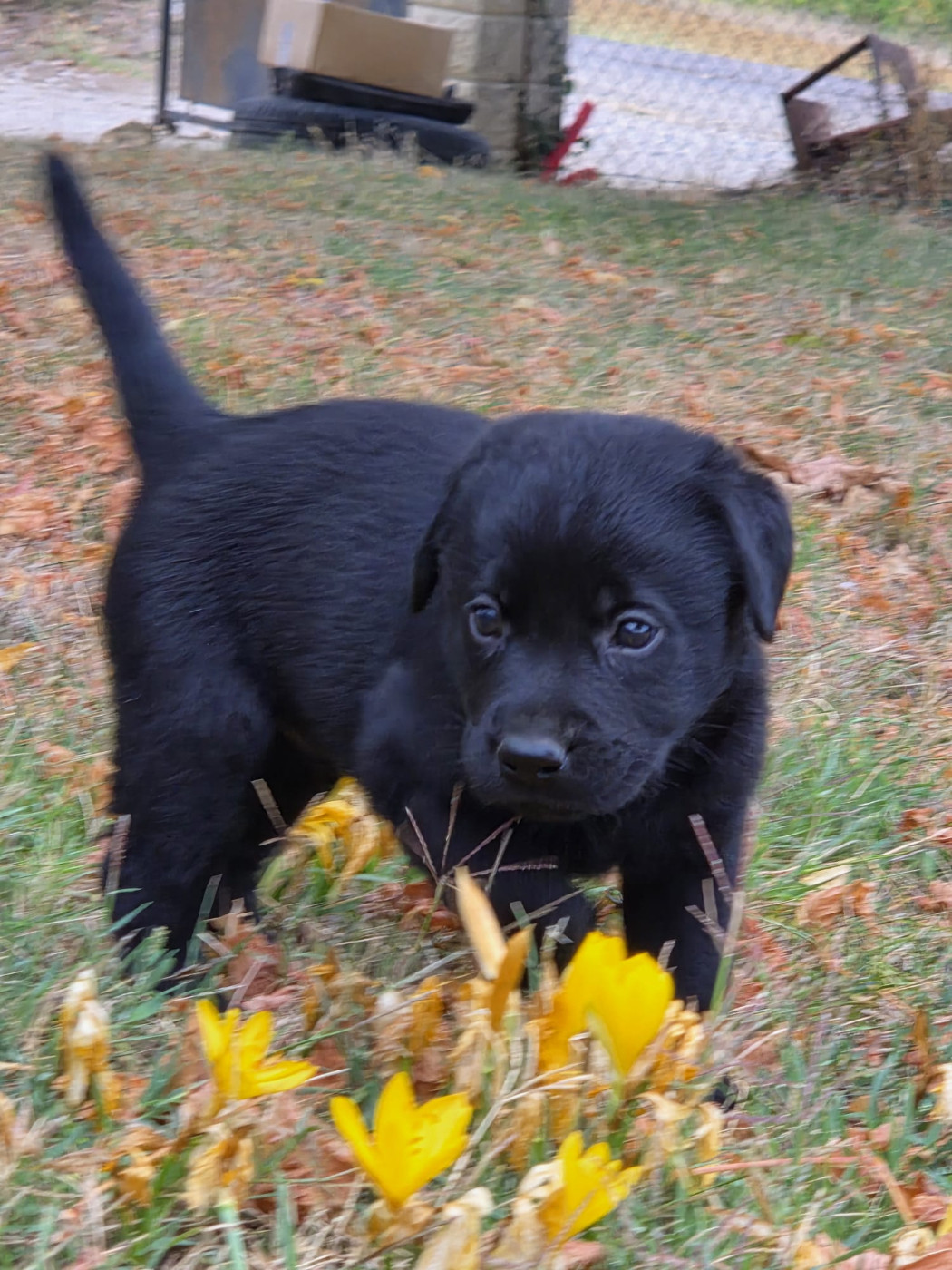 des douceurs de plume - Chiots disponibles - Labrador Retriever