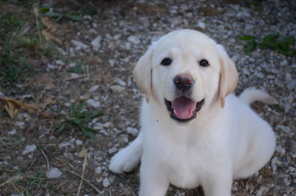 des douceurs de plume - Chiots disponibles - Labrador Retriever