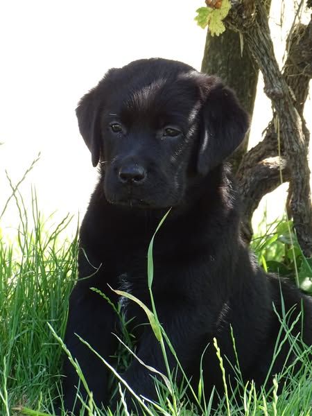 des douceurs de plume - Chiots disponibles - Labrador Retriever