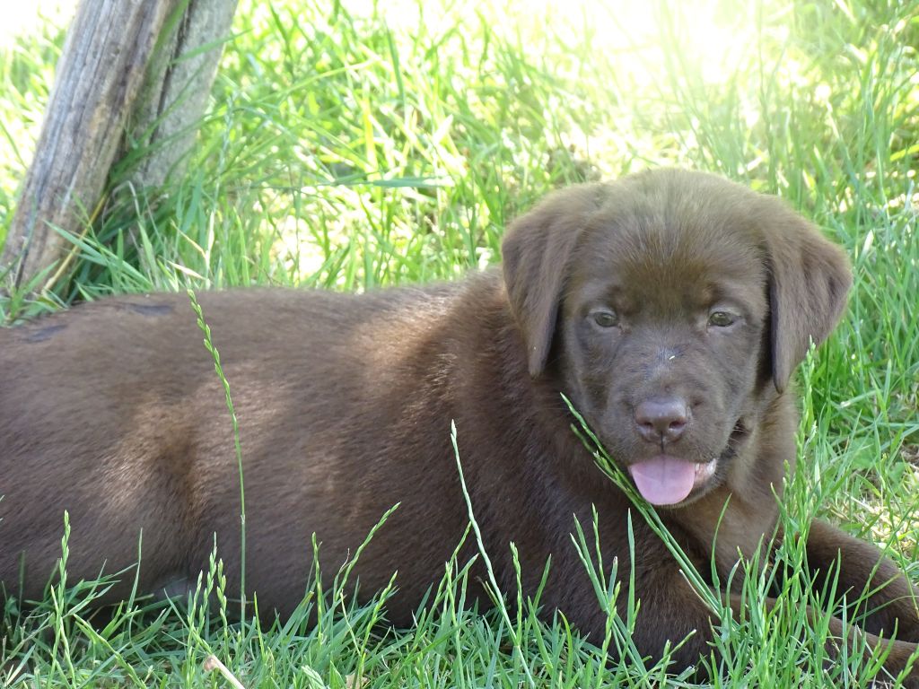 des douceurs de plume - Chiots disponibles - Labrador Retriever