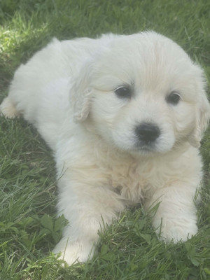 Biscuit
