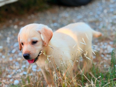 CHIOT 1
