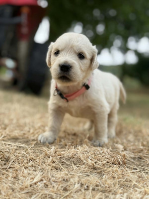 Belle