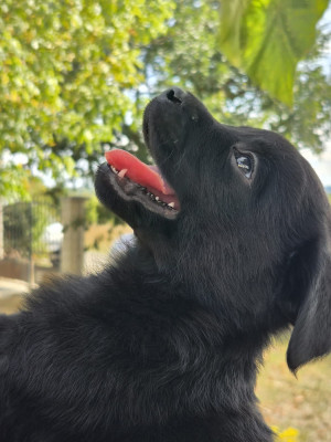 Chiot N°9