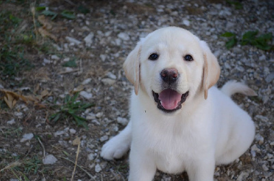 CHIOT 5