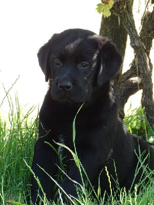CHIOT 1