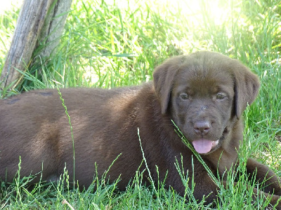 CHIOT 4