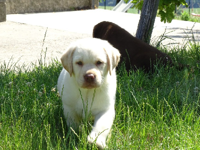CHIOT 2