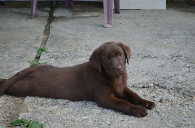 CHIOT 7