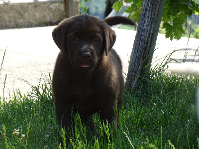 CHIOT 6